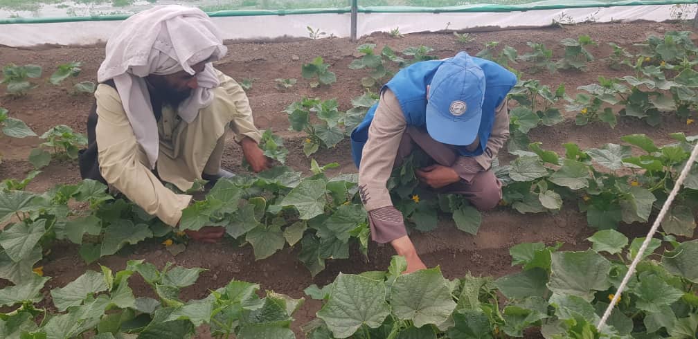 Greenhouses for Climate Resilience